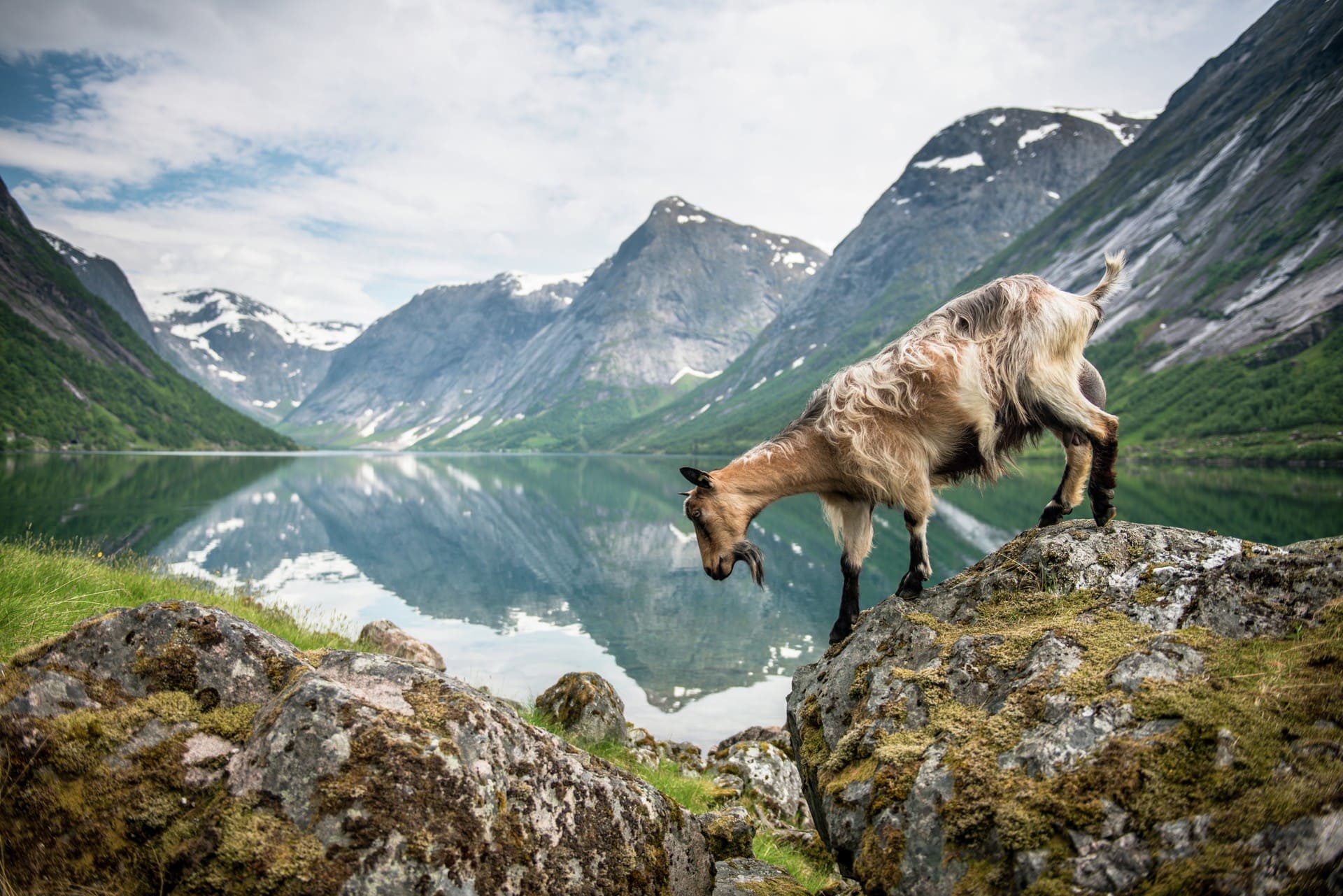 Fiordos Noruegos - Flora y fauna