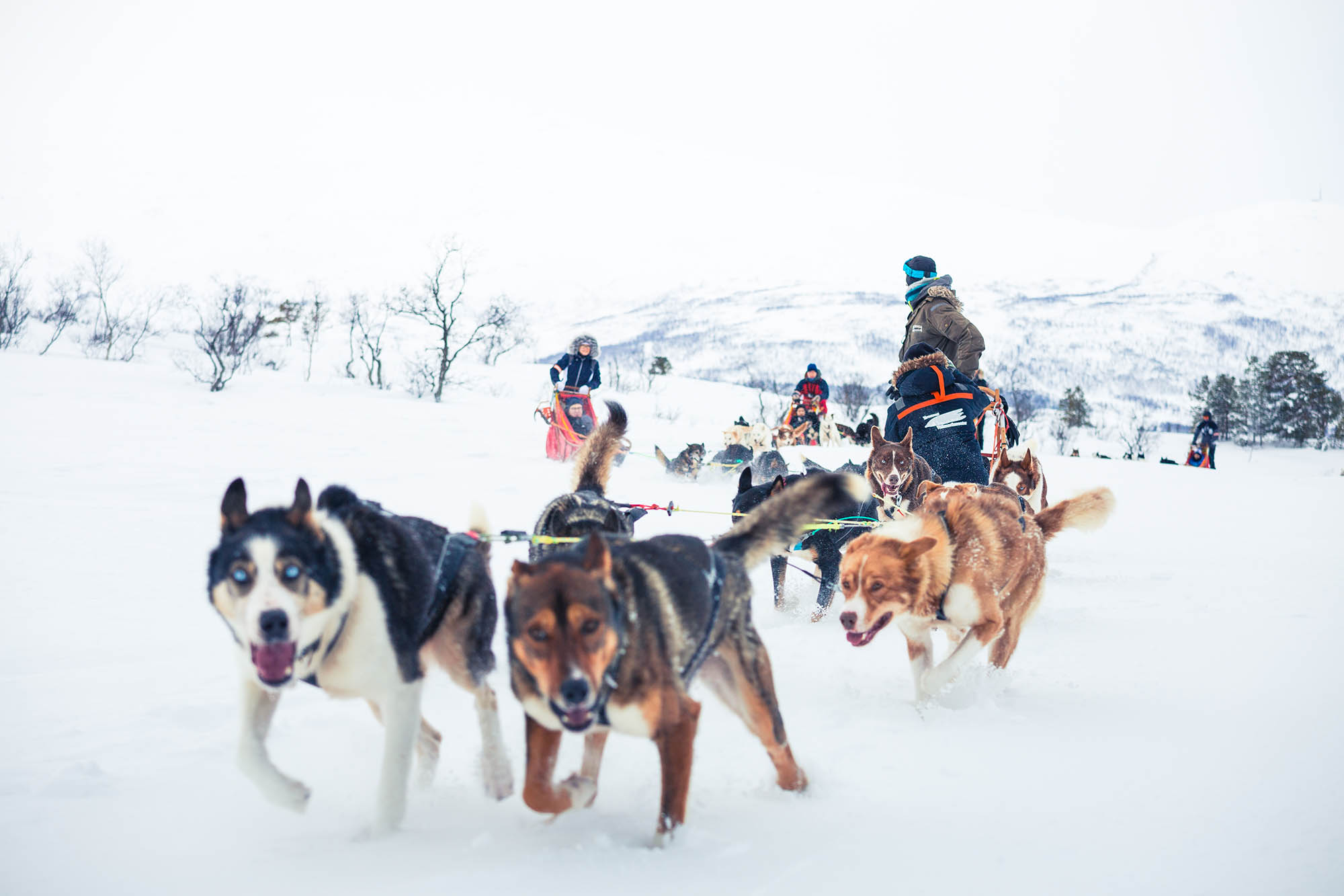 Paseo en trineo de perros