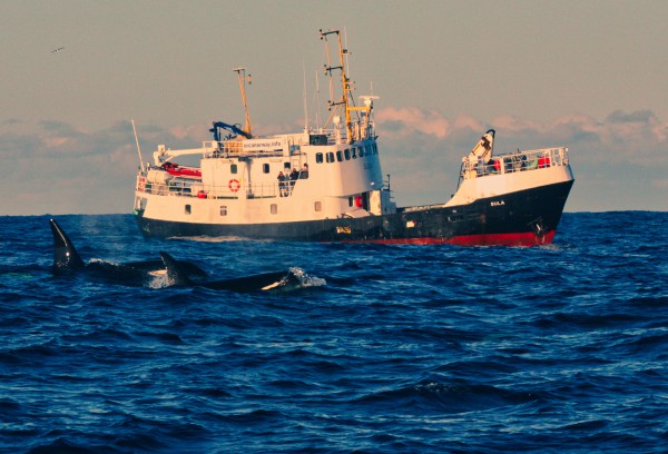 Nadando entre orcas en el Ártico - MS SULA