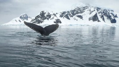 Avistamiento de ballenas en catamarán