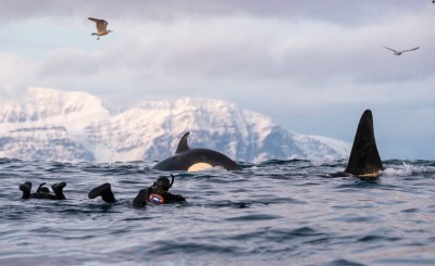 Nadando entre orcas