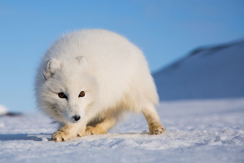 Fauna ártica