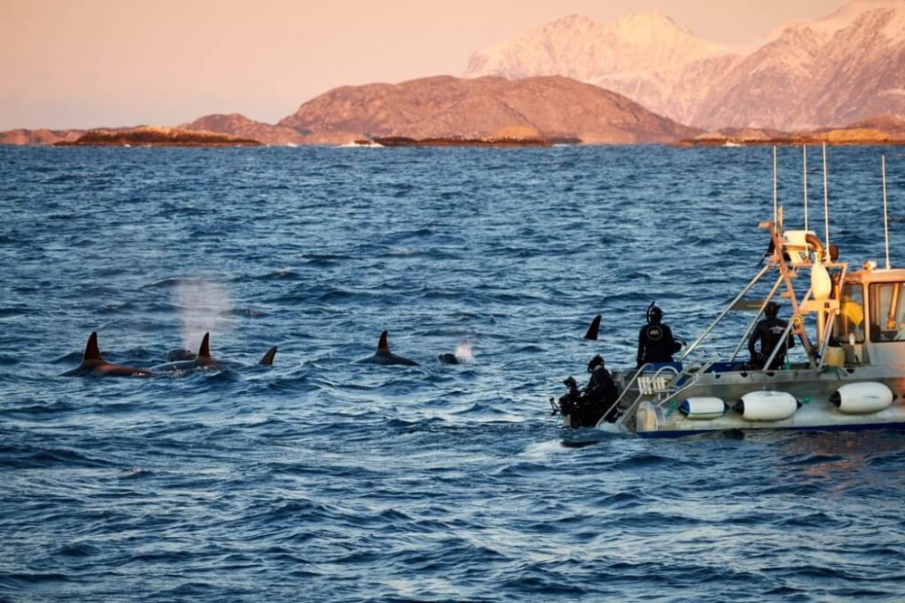 Fiordos Noruegos - Nadando entre orcas en el Ártico