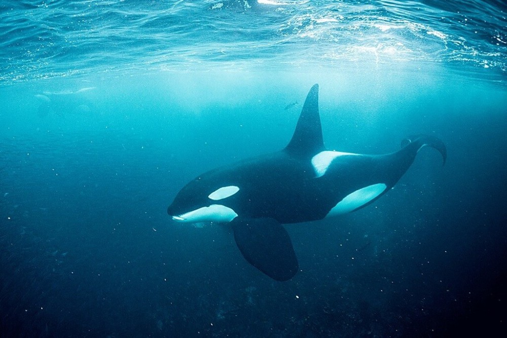 Fiordos Noruegos - Nadando entre orcas en el Ártico