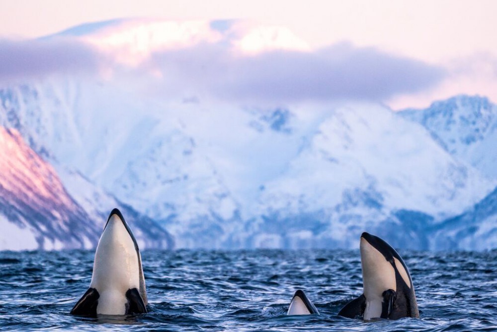 Fiordos Noruegos - Nadando entre orcas en el Ártico