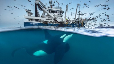 Nadando entre orcas en el Ártico